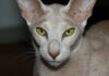 The Oriental Shorthair Long Face Cat: A Unique and Striking Feline Beauty Oriental Shorthair