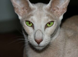 The Oriental Shorthair Long Face Cat: A Unique and Striking Feline Beauty Oriental Shorthair