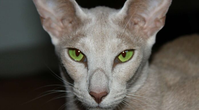 The Oriental Shorthair Long Face Cat: A Unique and Striking Feline Beauty Oriental Shorthair