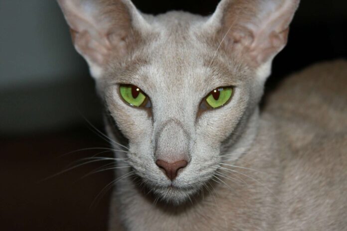 Oriental Shorthair