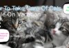 The Ultimate Guide to Cat Care While on Vacation: Keep Your Feline Friend Happy and Safe Cat owners