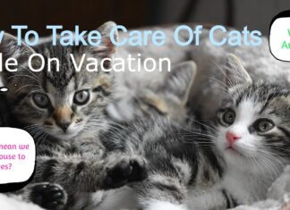 The Ultimate Guide to Cat Care While on Vacation: Keep Your Feline Friend Happy and Safe Cat owners