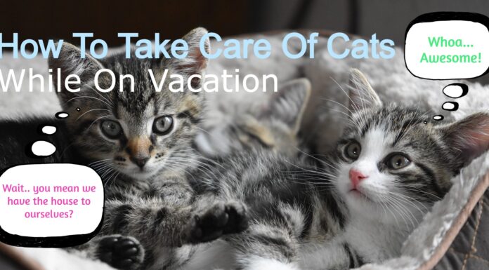 The Ultimate Guide to Cat Care While on Vacation: Keep Your Feline Friend Happy and Safe Cat owners
