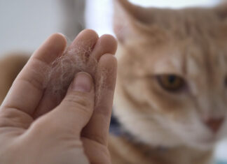 How to Get Rid of Cat Dander on Clothes: Ultimate Guide for Pet Parents Does anyone know how to get rid of cat dander from clothes? : r/Allergies