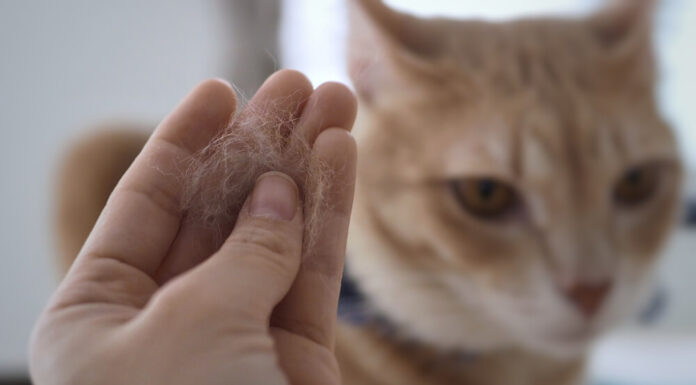 How to Get Rid of Cat Dander on Clothes: Ultimate Guide for Pet Parents Does anyone know how to get rid of cat dander from clothes? : r/Allergies