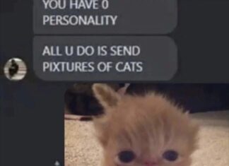 Why “You Have No Personality All You Do Is Send Pictures of Cats” Is Actually a Compliment You have zero personality
