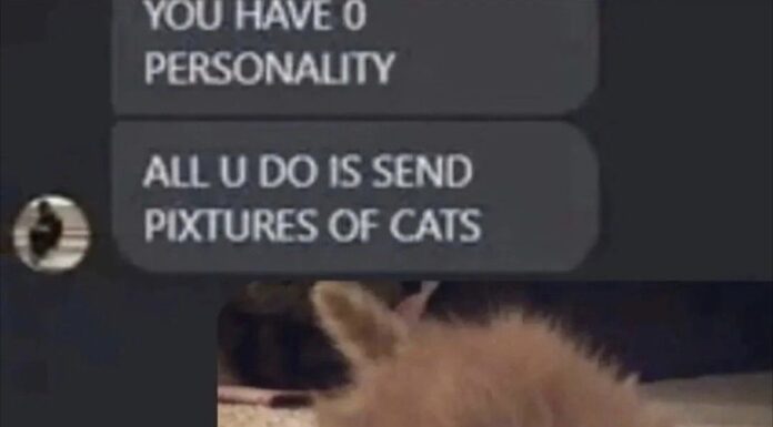 Why “You Have No Personality All You Do Is Send Pictures of Cats” Is Actually a Compliment You have zero personality