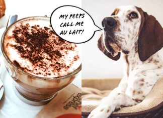 25 Paw-fectly Brewed Coffee Names for Dogs Male: A Caffeine-Inspired Guide Coffee inspired dog names : r/namenerds