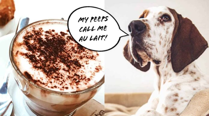 25 Paw-fectly Brewed Coffee Names for Dogs Male: A Caffeine-Inspired Guide Coffee inspired dog names : r/namenerds