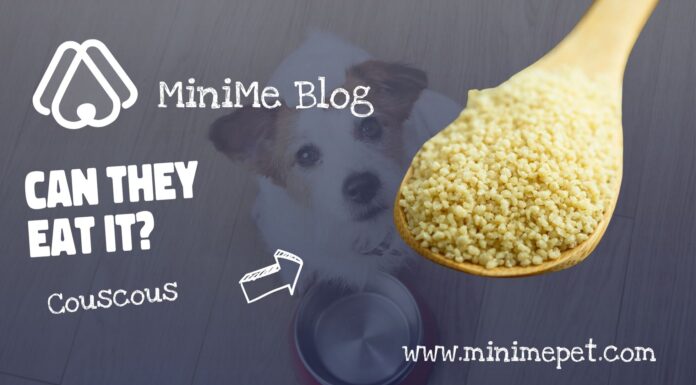 Is Couscous Good for Dogs? A Complete Guide to Feeding This Grain to Your Pup Is couscous safe for dogs to eat?