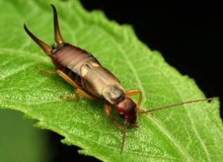 Help! My Dog Ate an Earwig: Should I Be Worried? What should I do if found an earwig in my dog's food? Recently he has been having stomach aches but I thought it was from some bones I was giving him