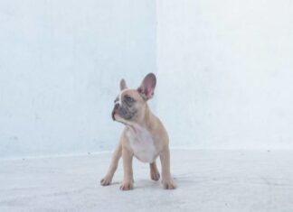 Why Is My Dog Keeps Barking at the Corner of the Room? Here’s What You Need to Know My dog barks at a particular corner in my living room every night