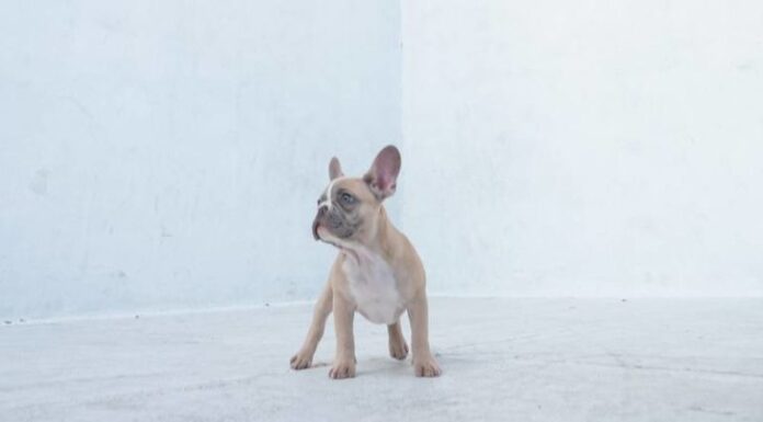 Why Is My Dog Keeps Barking at the Corner of the Room? Here’s What You Need to Know My dog barks at a particular corner in my living room every night