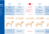 The Ultimate Guide: Dog Diet Chart for Weight Loss – Help Your Furry Friend Get Fit! How to Help Your Dog Lose Weight: Feeding Charts by Breed and Weight