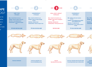 The Ultimate Guide: Dog Diet Chart for Weight Loss – Help Your Furry Friend Get Fit! How to Help Your Dog Lose Weight: Feeding Charts by Breed and Weight
