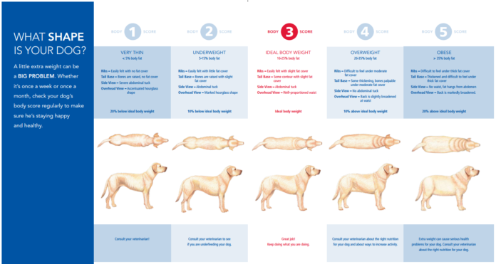 How to Help Your Dog Lose Weight: Feeding Charts by Breed and Weight