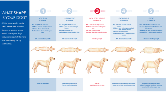 The Ultimate Guide: Dog Diet Chart for Weight Loss – Help Your Furry Friend Get Fit! How to Help Your Dog Lose Weight: Feeding Charts by Breed and Weight