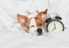 How Daylight Savings Time Affects Your Dogs: A Complete Guide to Help Your Furry Friend Adjust How Does Daylight Saving Time Affect Dogs?