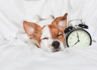 How Daylight Savings Time Affects Your Dogs: A Complete Guide to Help Your Furry Friend Adjust How Does Daylight Saving Time Affect Dogs?