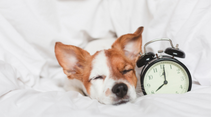 How Daylight Savings Time Affects Your Dogs: A Complete Guide to Help Your Furry Friend Adjust How Does Daylight Saving Time Affect Dogs?