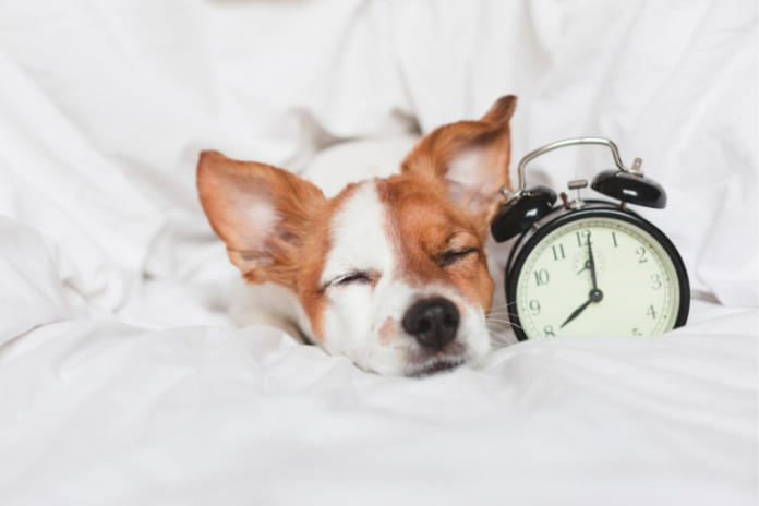 How Does Daylight Saving Time Affect Dogs?