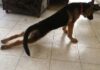 Why Your Dog Shuffles Back Feet: Understanding and Solutions for Your Pup’s Peculiar Walk My 10 month old puppy shuffles her back legs when she walks. It's like she doesn't pick up her feet