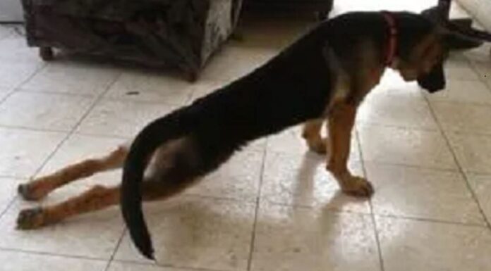 Why Your Dog Shuffles Back Feet: Understanding and Solutions for Your Pup’s Peculiar Walk My 10 month old puppy shuffles her back legs when she walks. It's like she doesn't pick up her feet