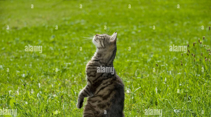 Why Is Your Cat Sitting On Haunches? Understanding This Common Feline Behavior My cat is sitting on her haunches with her front legs apart. : r/mildlyinteresting