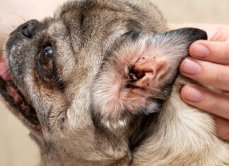 Help! My Dog Bites My Ear – Understanding This Quirky Behavior My dog gently bites my ear