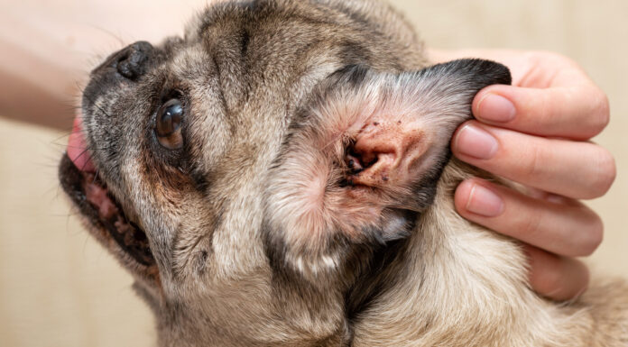 Help! My Dog Bites My Ear – Understanding This Quirky Behavior My dog gently bites my ear