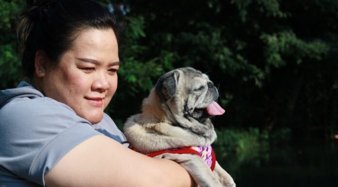 Why Do Pugs Like to Cuddle? Understanding Your Squishy-Faced Snuggle Bug anyone else have a cuddle