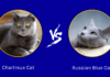 Chartreux, Korat vs Russian Blue Cat: The Ultimate Guide to These Elegant Gray Beauties Chartreux Cat vs Russian Blue Cat: What Is the Difference? (With Pictures)