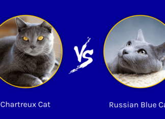 Chartreux, Korat vs Russian Blue Cat: The Ultimate Guide to These Elegant Gray Beauties Chartreux Cat vs Russian Blue Cat: What Is the Difference? (With Pictures)