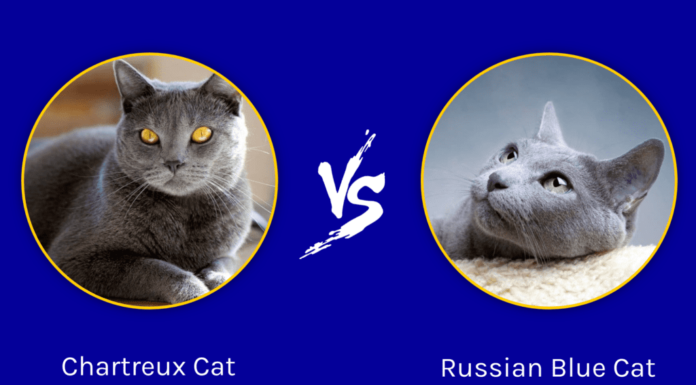Chartreux, Korat vs Russian Blue Cat: The Ultimate Guide to These Elegant Gray Beauties Chartreux Cat vs Russian Blue Cat: What Is the Difference? (With Pictures)