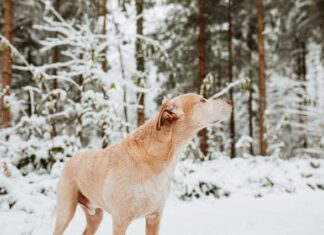 30+ Awesome Ski Mountain Dog Names That Will Make Your Pup Stand Out Need a ski/mountain related (male) dog name