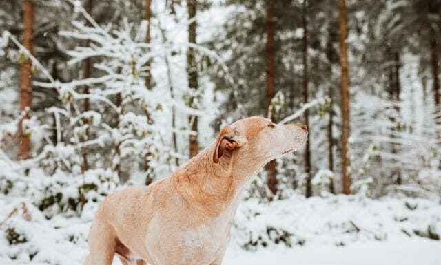 30+ Awesome Ski Mountain Dog Names That Will Make Your Pup Stand Out Need a ski/mountain related (male) dog name