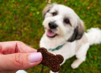 Does Your Dog Have FOMO? Understanding and Managing Fear of Missing Out in Dogs I think my dog primarily has FOMO : r/puppy101