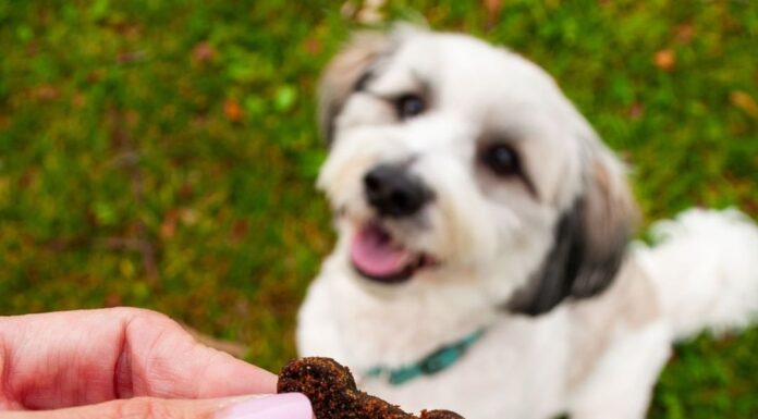 Does Your Dog Have FOMO? Understanding and Managing Fear of Missing Out in Dogs I think my dog primarily has FOMO : r/puppy101