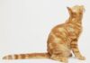 Understanding Your Cat’s Side Sitting Position: A Complete Guide to Feline Body Language Sitting Cat Side View Royalty