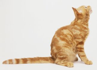 Understanding Your Cat’s Side Sitting Position: A Complete Guide to Feline Body Language Sitting Cat Side View Royalty