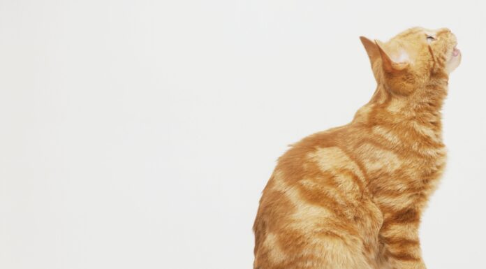 Understanding Your Cat’s Side Sitting Position: A Complete Guide to Feline Body Language Sitting Cat Side View Royalty