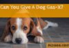 Can I Give My Dog Gas-X? A Complete Guide to Treating Canine Gas Issues Can I give my dog Gas x?
