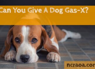 Can I Give My Dog Gas-X? A Complete Guide to Treating Canine Gas Issues Can I give my dog Gas x?