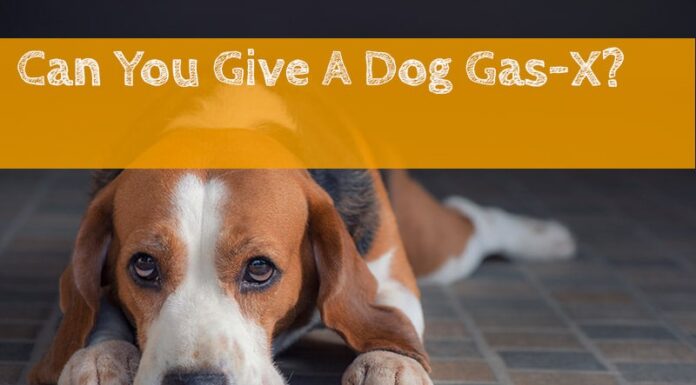 Can I Give My Dog Gas-X? A Complete Guide to Treating Canine Gas Issues Can I give my dog Gas x?