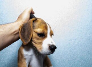 Is Scruffing a Dog Abuse? Understanding the Truth Behind This Controversial Practice thoughts on scruffing a dog? : r/puppy101