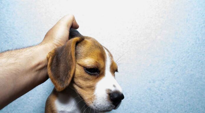 Is Scruffing a Dog Abuse? Understanding the Truth Behind This Controversial Practice thoughts on scruffing a dog? : r/puppy101