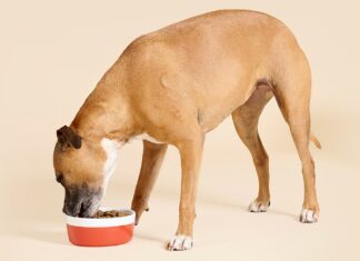 Ultimate Guide: Dog Gut Health Training for a Happier, Healthier Pup Better Gut Health Self-Paced Online Program