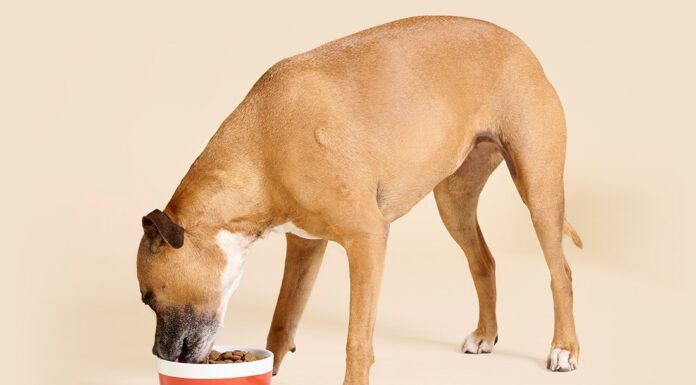 Ultimate Guide: Dog Gut Health Training for a Happier, Healthier Pup Better Gut Health Self-Paced Online Program