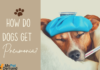How Do Dogs Get Pneumonia: A Complete Guide to Understanding and Prevention Pneumonia in Dogs