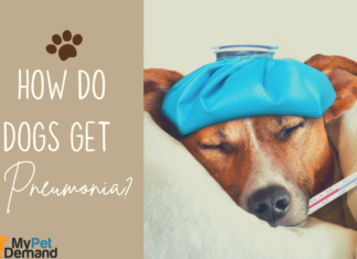 How Do Dogs Get Pneumonia: A Complete Guide to Understanding and Prevention Pneumonia in Dogs